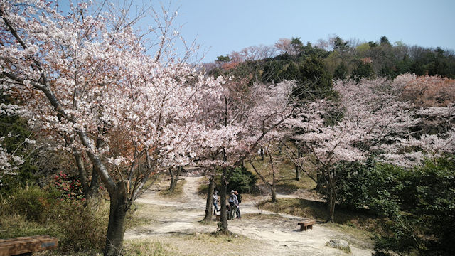 桜につられて二上山　3月31日